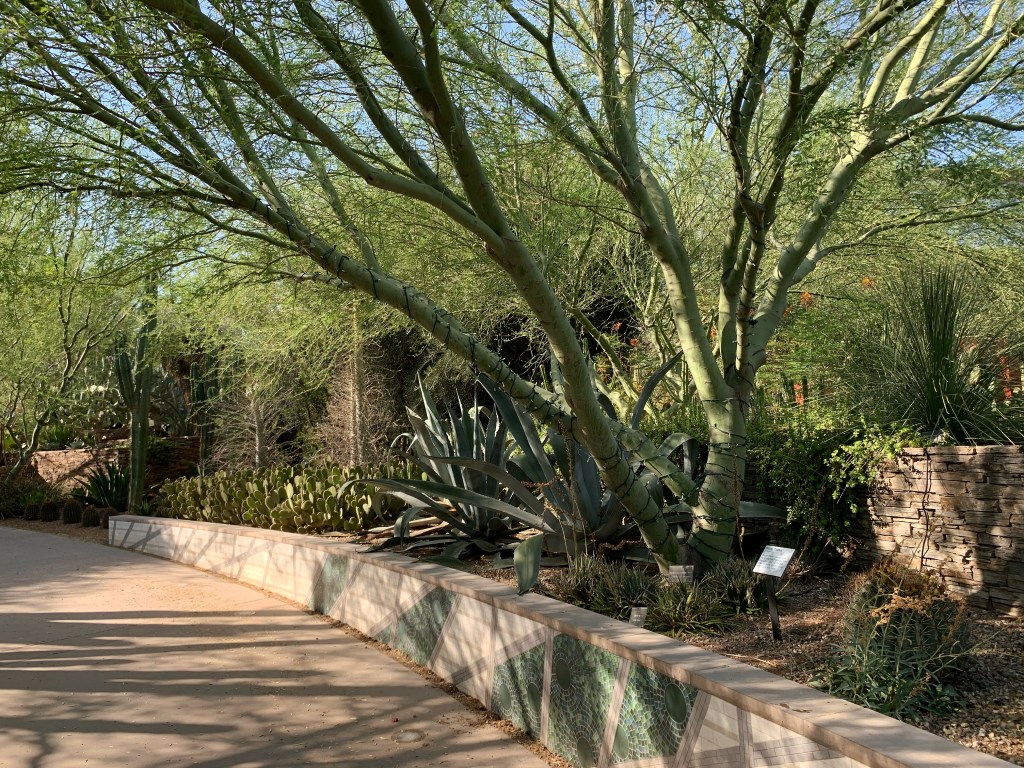 Photograph of Desert Botanical Garden in Phoenix, Arizona
